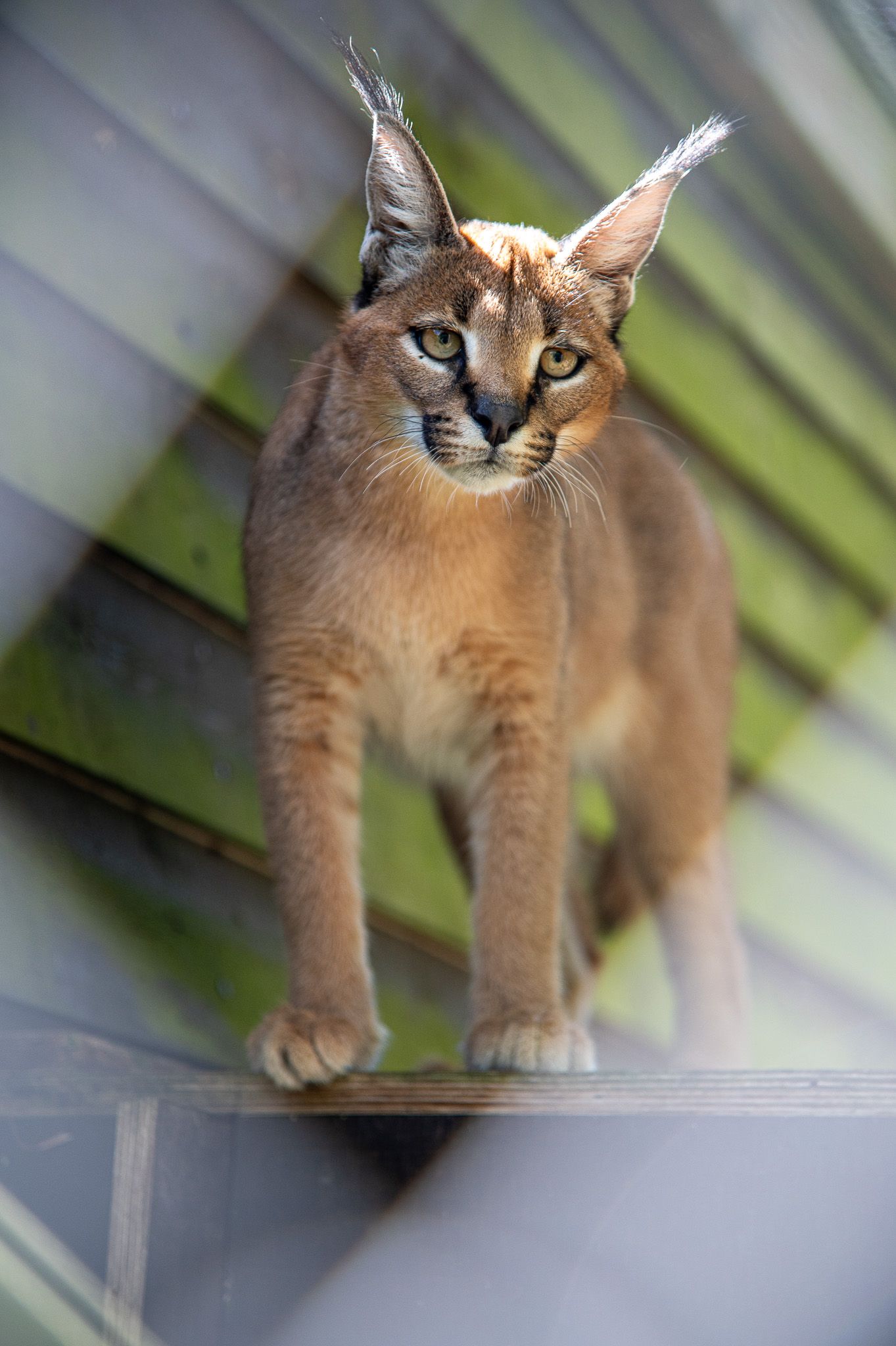 My Journey with an Unexpected Guest: A Caracal Kitten left in our parking lot