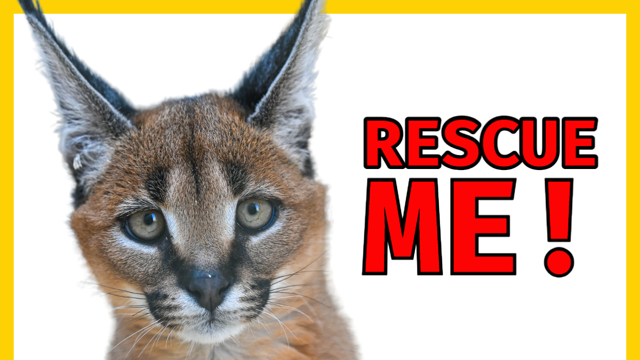 Behind the Scenes: A Glimpse Into Our Exotic Rescue Zoo