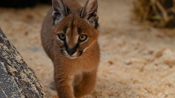 My Journey with an Unexpected Guest: A Caracal Kitten left in our parking lot